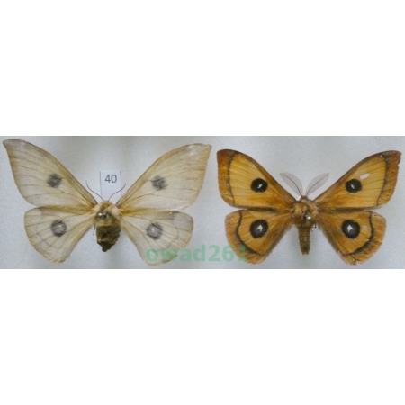 Aglia tau (Linnaeus, 1758) pair Lotnica zyska Czech40